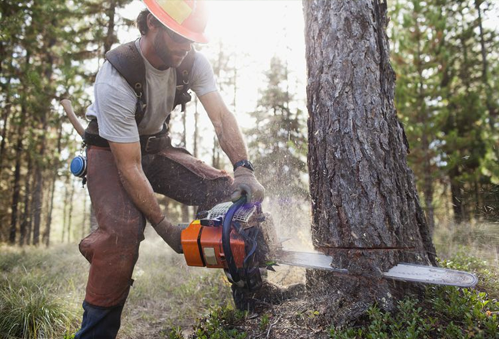 New York City Tree Services: Tree Removal, Trimming, Stump Grinding